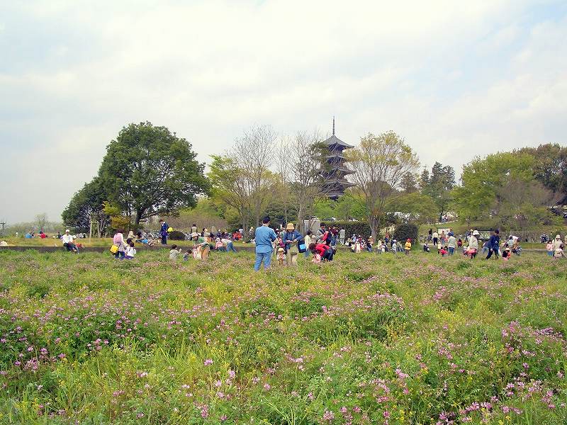 吉備路れんげまつり